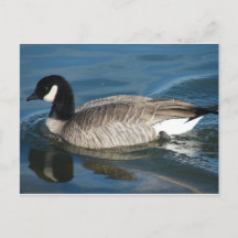 Kanada Goose