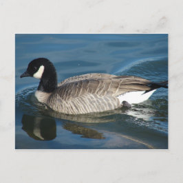 Kanada Goose Vykort