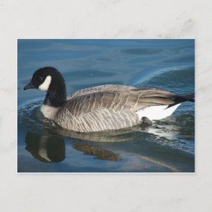 Kanada Goose Vykort