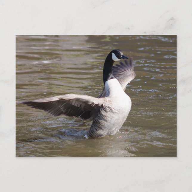 Kanada Goose Vykort (Framsida)