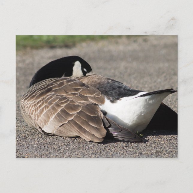 Kanada Goose Vykort (Framsida)