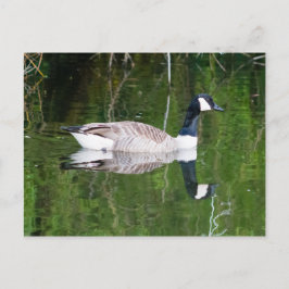 Kanada Goose Vykort