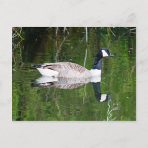Kanada Goose Vykort