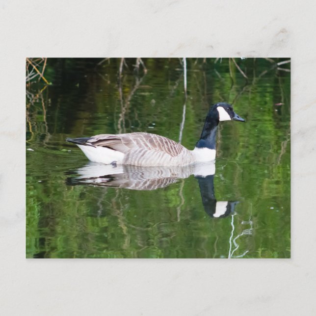 Kanada Goose Vykort (Framsida)