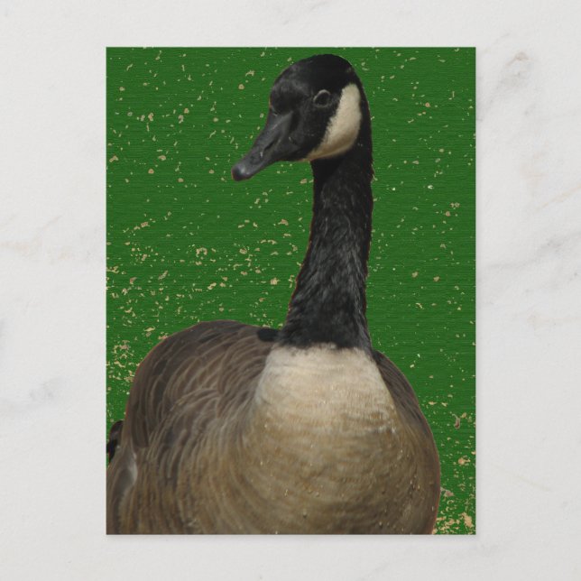 Kanada Goose Vykort (Framsida)