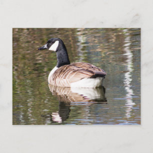 Kanada Goose Vykort