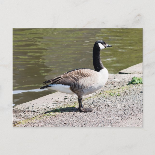 Kanada Goose Vykort (Framsida)