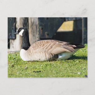Kanada Goose Vykort