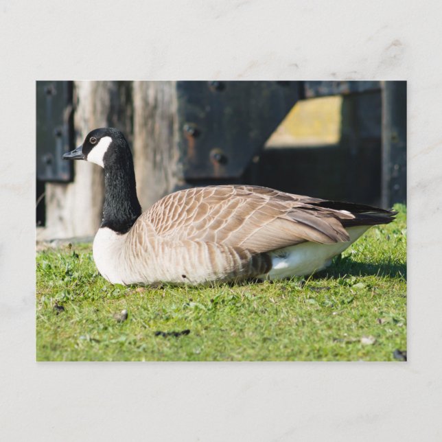 Kanada Goose Vykort (Framsida)