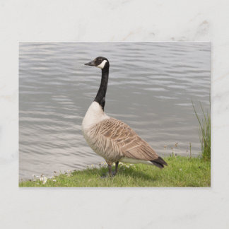 Kanada Goose Vykort