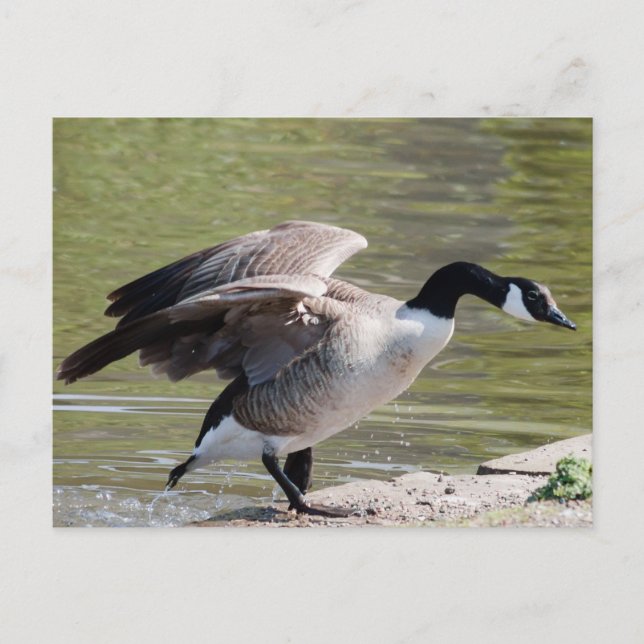 Kanada Goose Vykort (Framsida)