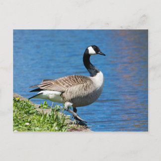 Kanada Goose Vykort