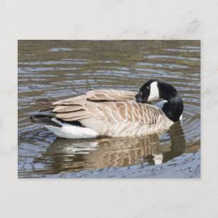 Kanada Goose Vykort