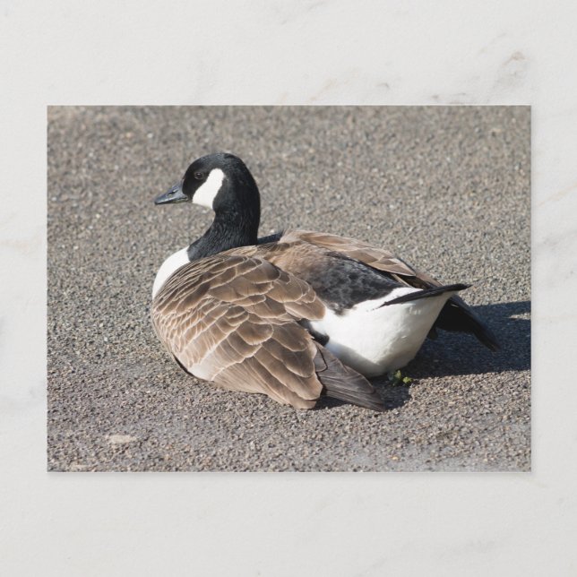 Kanada Goose Vykort (Framsida)
