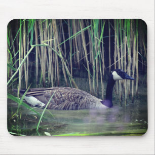 Kanada Goose Wildlife Nature Musmatta