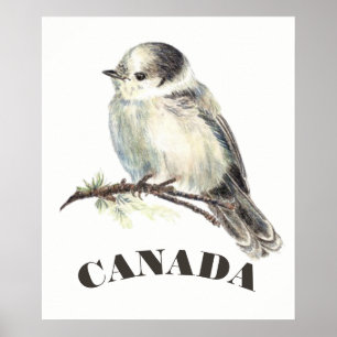 Kanada grå färg Jay, Whiskeyjack för grått för Poster