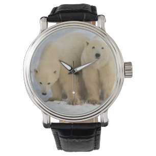 Kanada, Hudson Bay. Isbjörnsmamma med två Armbandsur