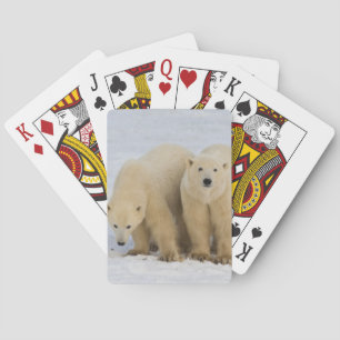 Kanada, Hudson Bay. Isbjörnsmamma med två Casinokort