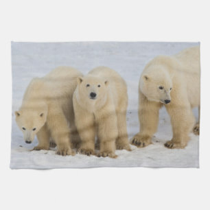 Kanada, Hudson Bay. Isbjörnsmamma med två Kökshandduk