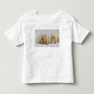 Kanada, Hudson Bay. Isbjörnsmamma med två Tee Shirt