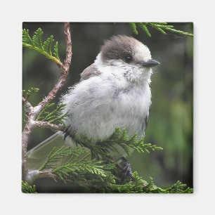 Kanada Jay magnet