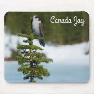 Kanada Jay Musmatta