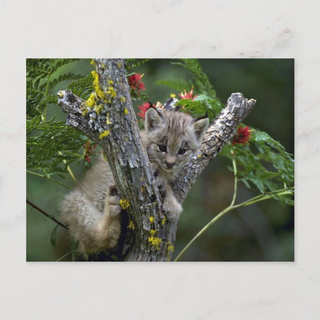 Kanada Lodjur-liten kattunge Vykort (Framsida)