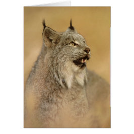 Kanada Lynx (Lynx canadensis) - Vild katt Hälsningskort