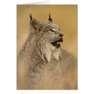 Kanada Lynx (Lynx canadensis) - Vild katt Hälsningskort