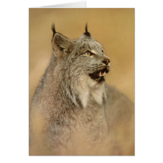 Kanada Lynx (Lynx canadensis) - Vild katt Hälsningskort