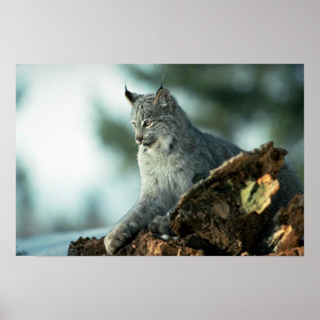 Kanada lynx poster (Framsidan)