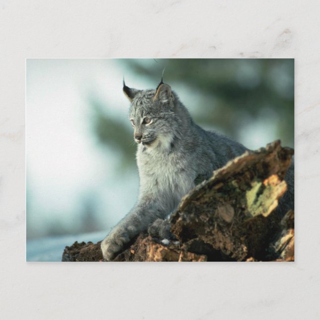 Kanada lynx vykort (Framsida)