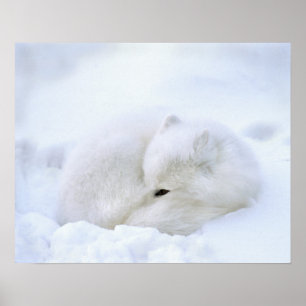 Kanada, Manitoba, Churchill. Fjällräv Poster