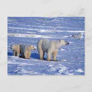 Kanada, Manitoba, Churchill. Polar björn mor Vykort