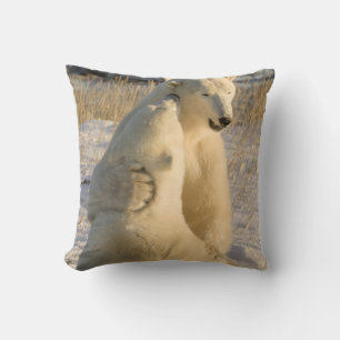 Kanada, Manitoba, Hudson Bay, Churchill. Kudde