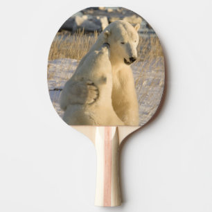 Kanada, Manitoba, Hudson Bay, Churchill. Pingisracket