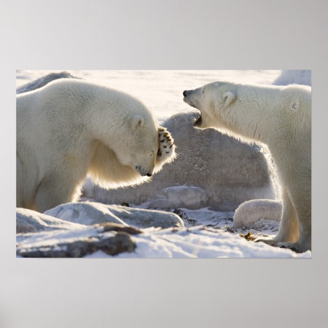 Kanada, Manitoba, Hudson Bay, Churchill. Två Poster (Framsidan)