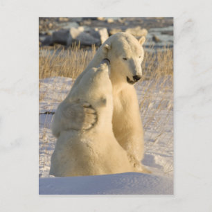 Kanada, Manitoba, Hudson Bay, Churchill. Vykort