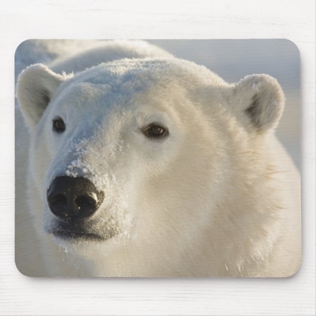 Kanada, Manitoba, Hudson Bay | Isbjörn Musmatta (Framsidan)