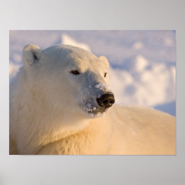 Kanada, Manitoba, Hudson Bay | Isbjörn Poster (Framsidan)