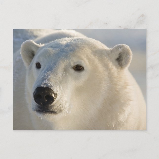Kanada, Manitoba, Hudson Bay | Isbjörn Vykort (Framsida)