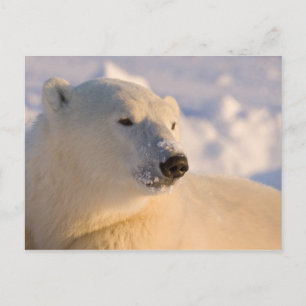 Kanada, Manitoba, Hudson Bay Isbjörn Vykort