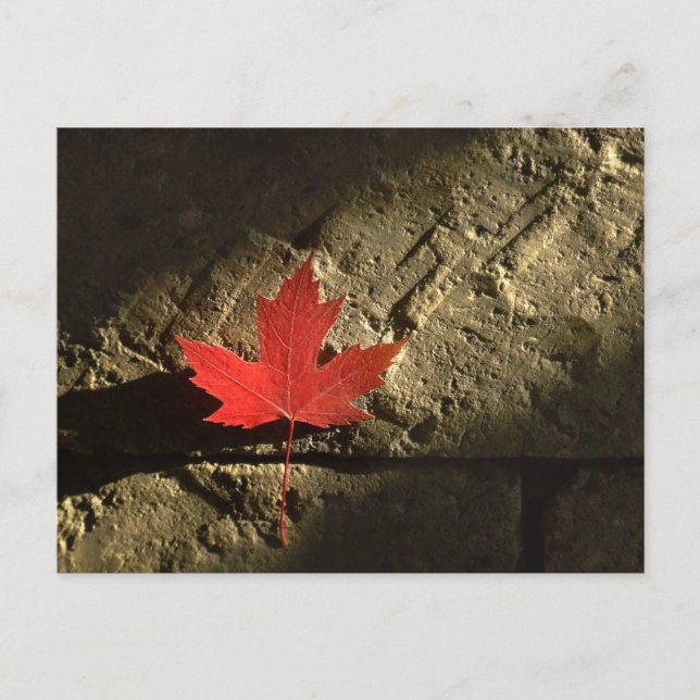 Kanada Maple Löv Vykort (Framsida)