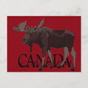 Kanada Moose Postcards Canadian Souvenir Postcards Vykort