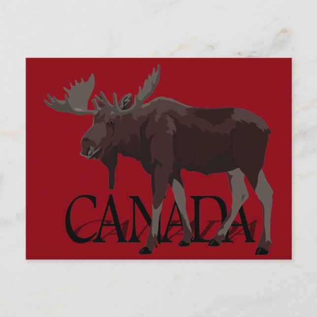 Kanada Moose Postcards Canadian Souvenir Postcards Vykort (Framsida)
