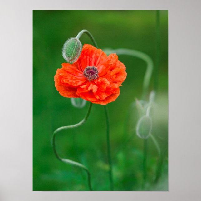 Kanada, New Brunswick, 2 Poster (Framsidan)