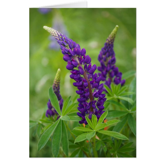 Kanada, New Brunswick, . Hälsningskort (Framsidan)