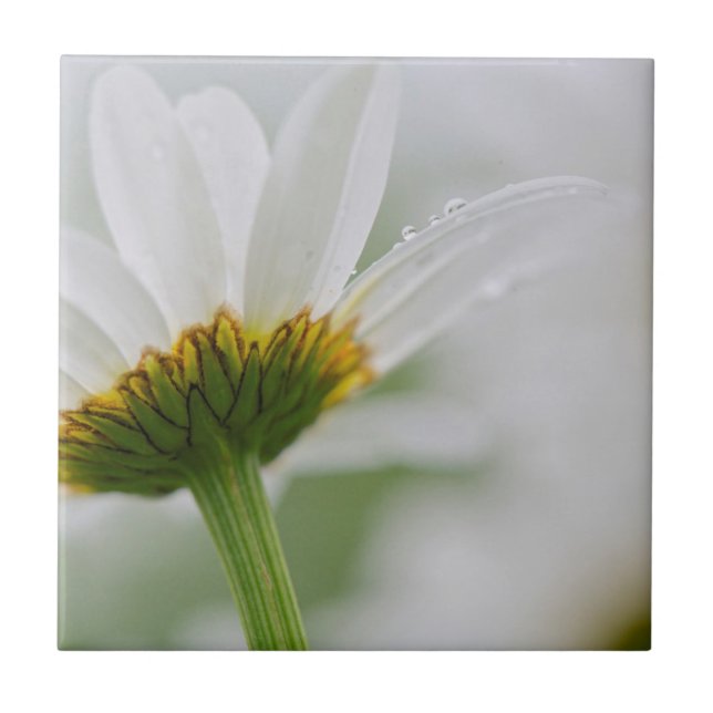 Kanada, New Brunswick Kakelplatta (Framsidan)