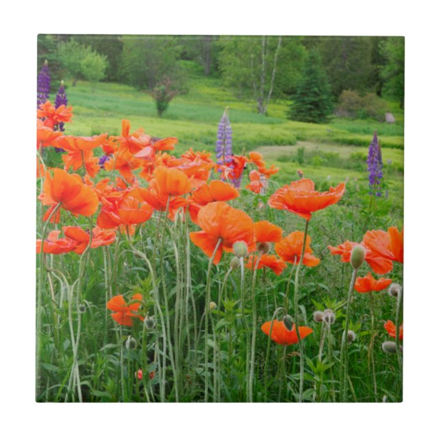 Kanada, New Brunswick, . Liggande Kakelplatta (Framsidan)