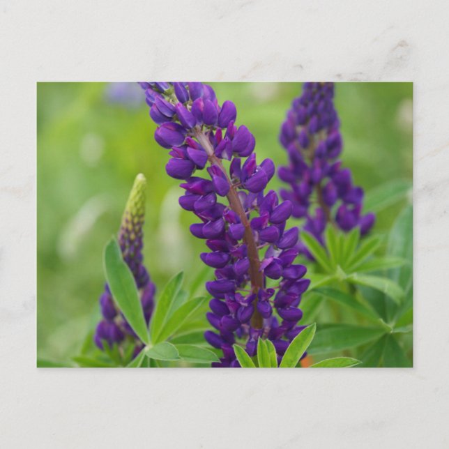 Kanada, New Brunswick, . Vykort (Framsida)